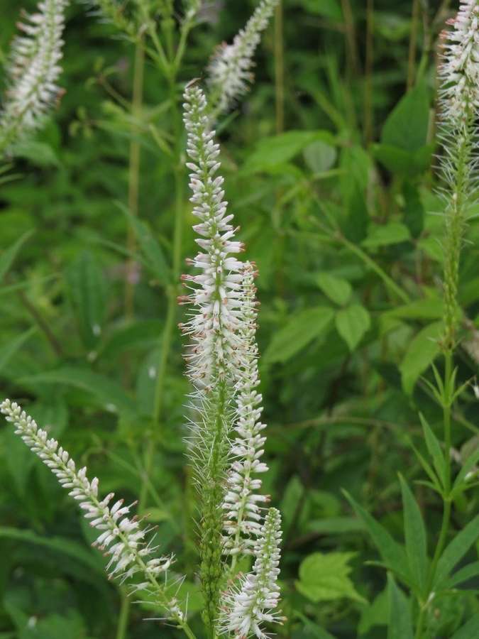 Culver's Root in flower