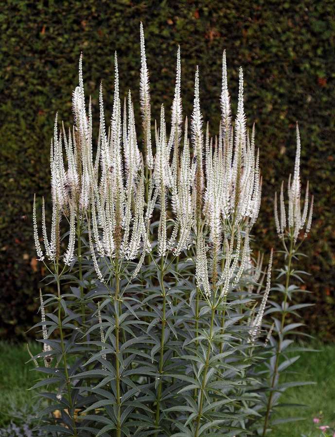 Culver's Root (Veronicastrum virginicum)