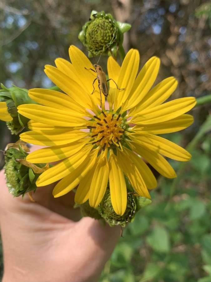 Cup Plant in flower