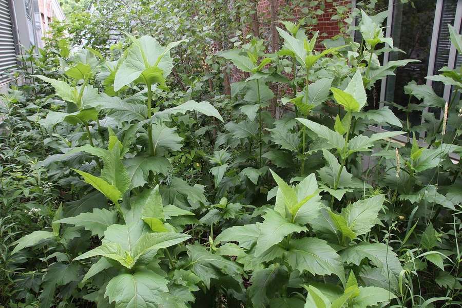 Cup Plant (Silphium perfoliatum)