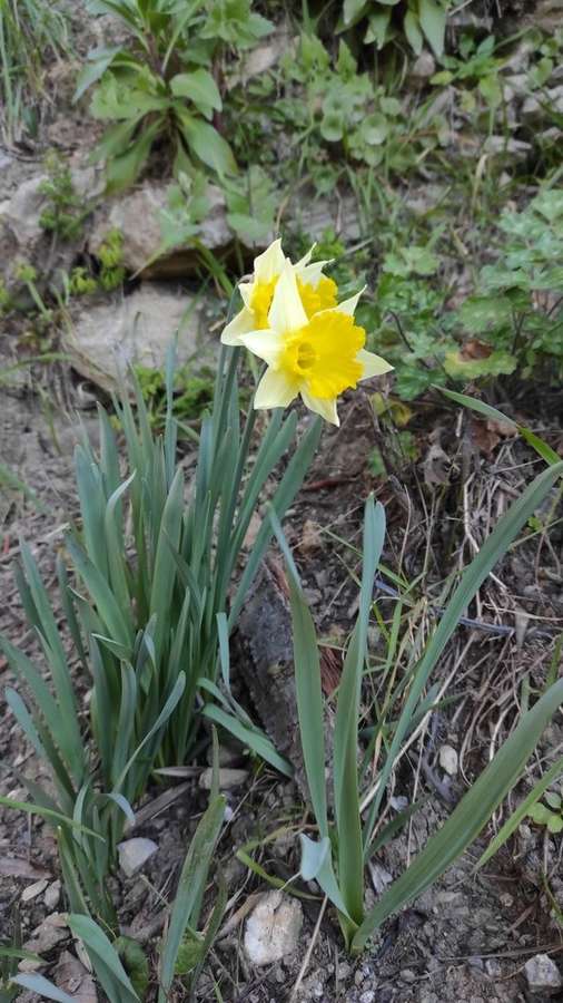 Daffodil in flower