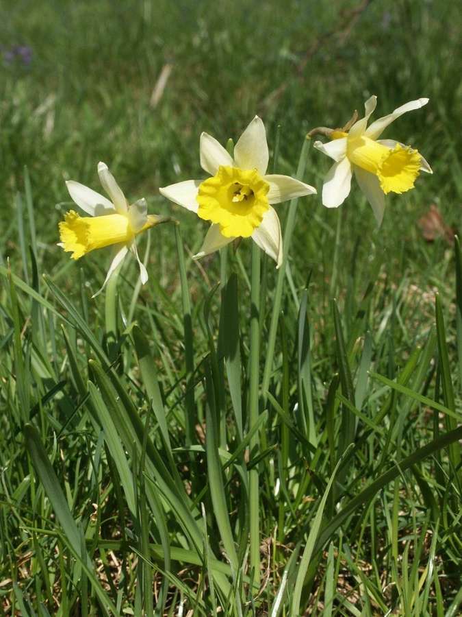 Daffodil (Narcissus pseudonarcissus)