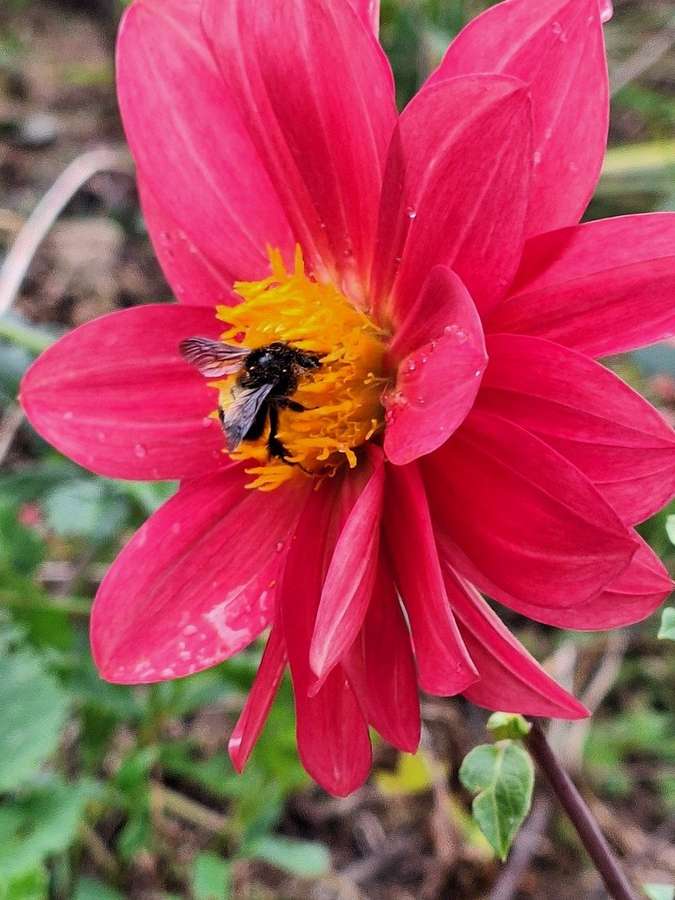 Dahlia in flower