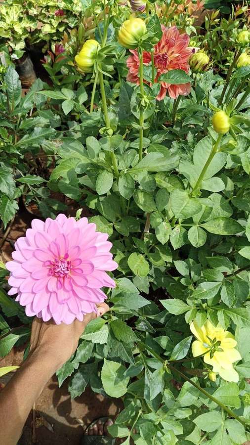 Dahlia (Dahlia pinnata)
