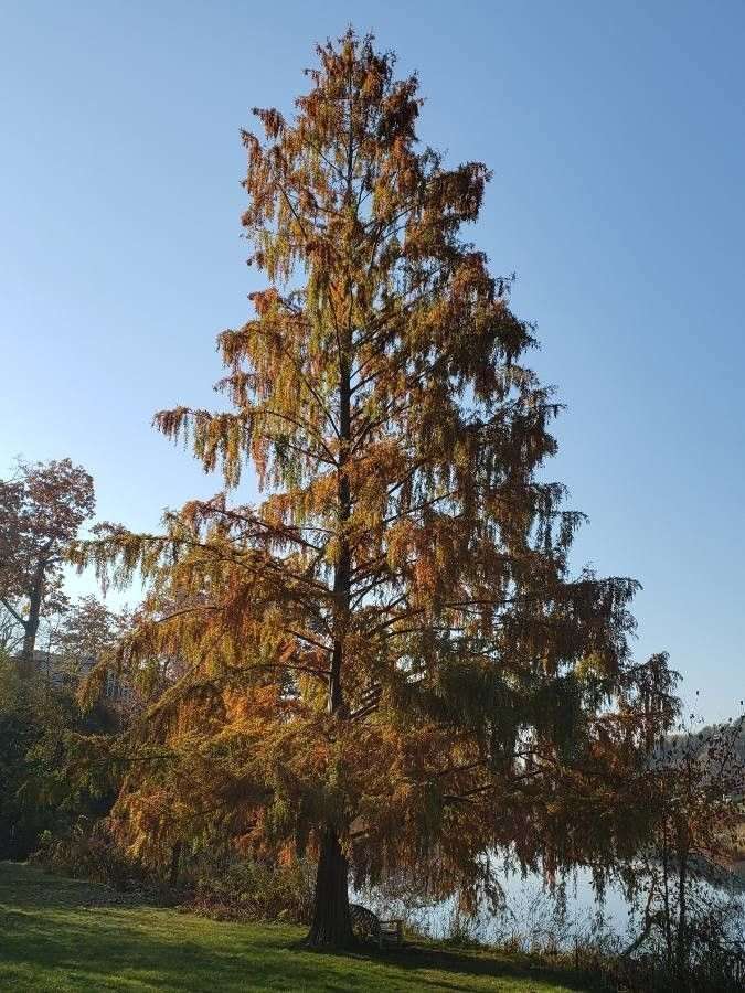 Dawn Redwood (Metasequoia glyptostroboides)