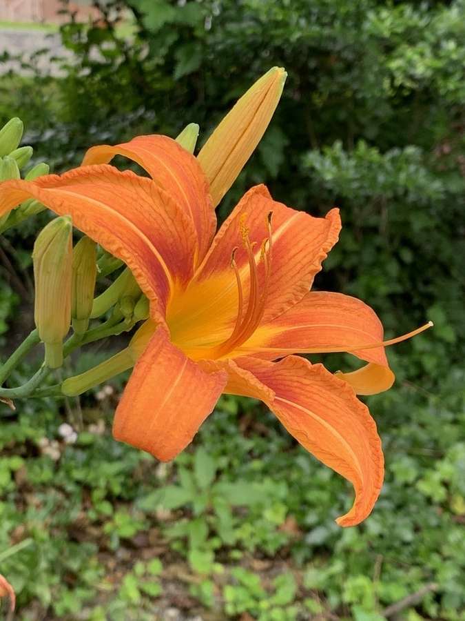 Daylily in flower