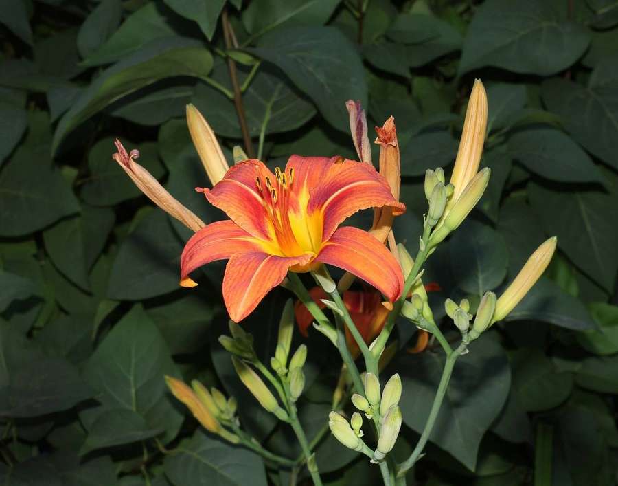 Daylily (Hemerocallis fulva)