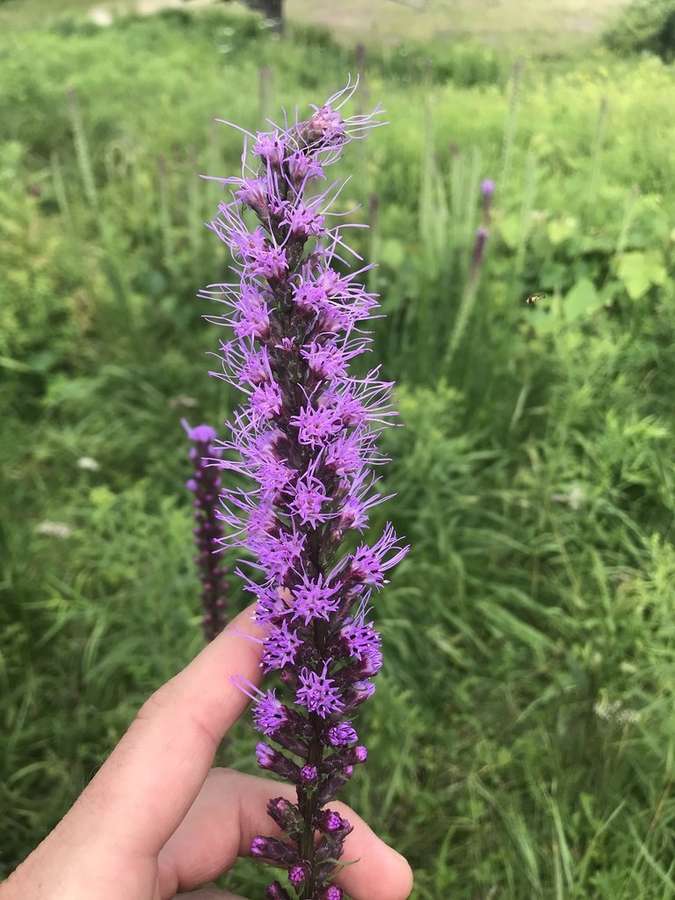 Dense Blazing Star in flower