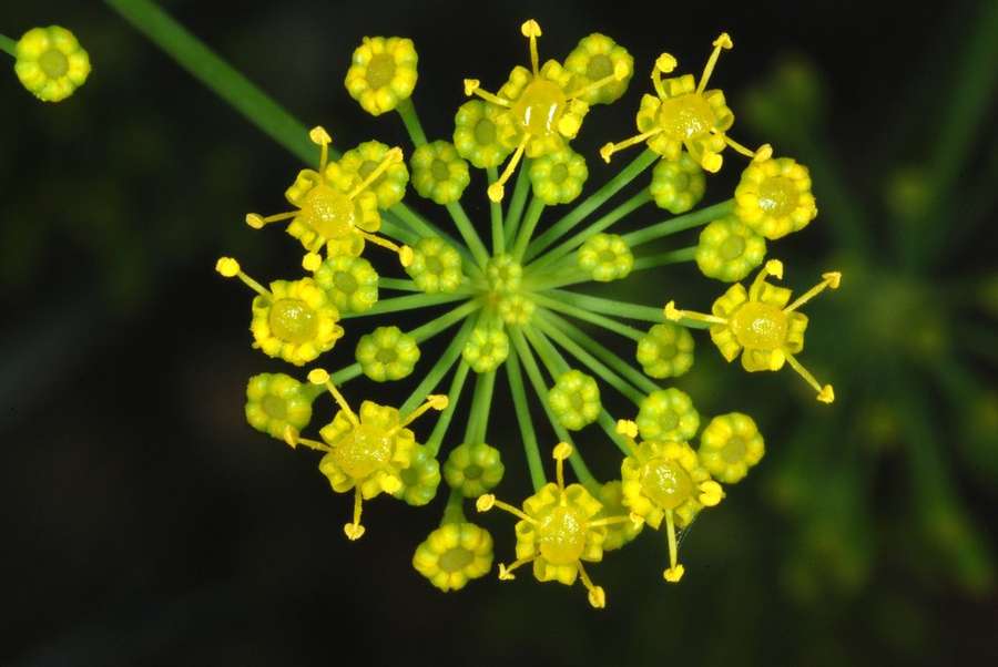 Dill in flower