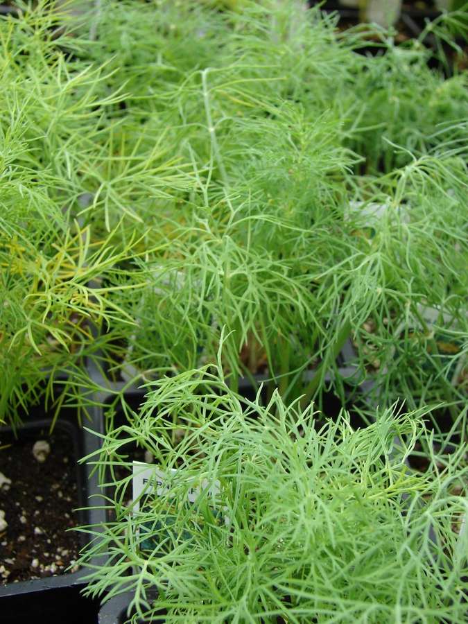 Dill (Anethum graveolens)