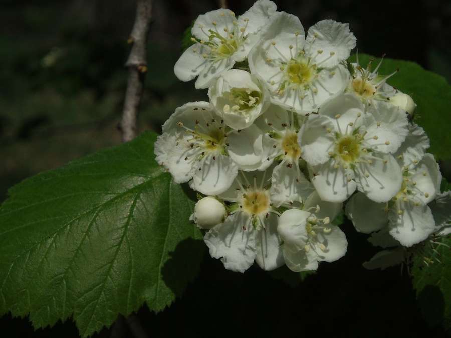 Downy Hawthorn in flower