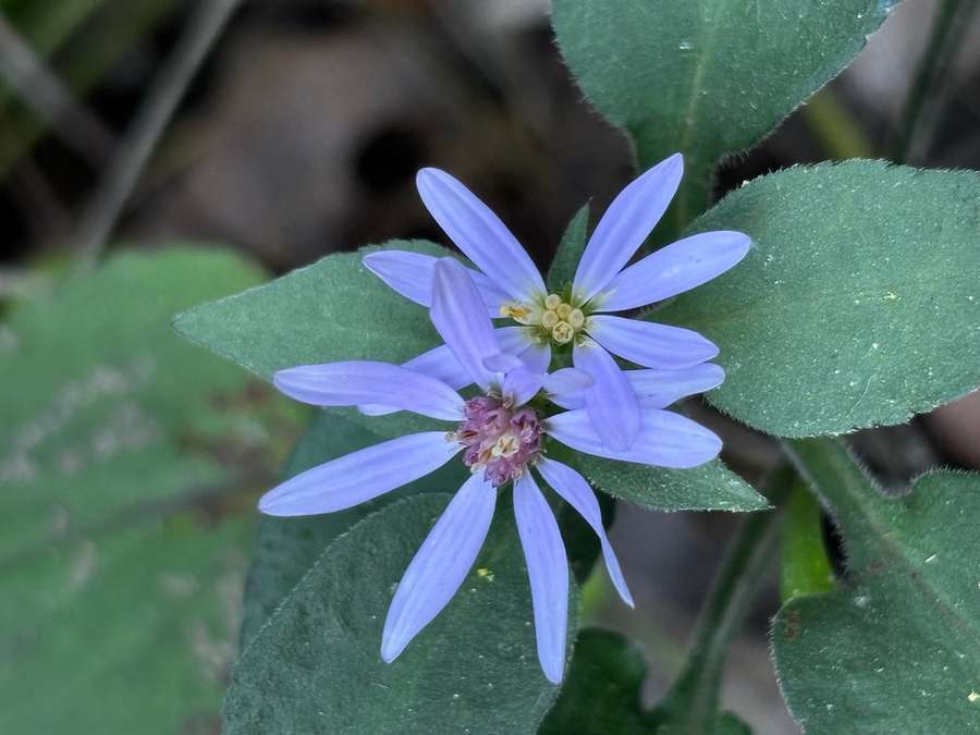 Drummond's Aster (Symphyotrichum drummondii)