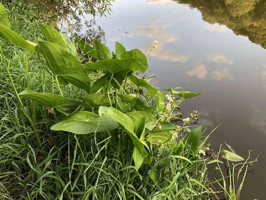 Duck Potato in flower
