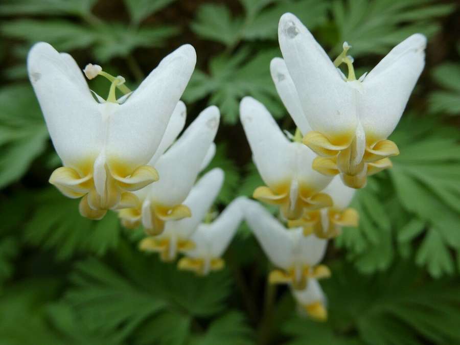 Dutchman's Breeches in flower