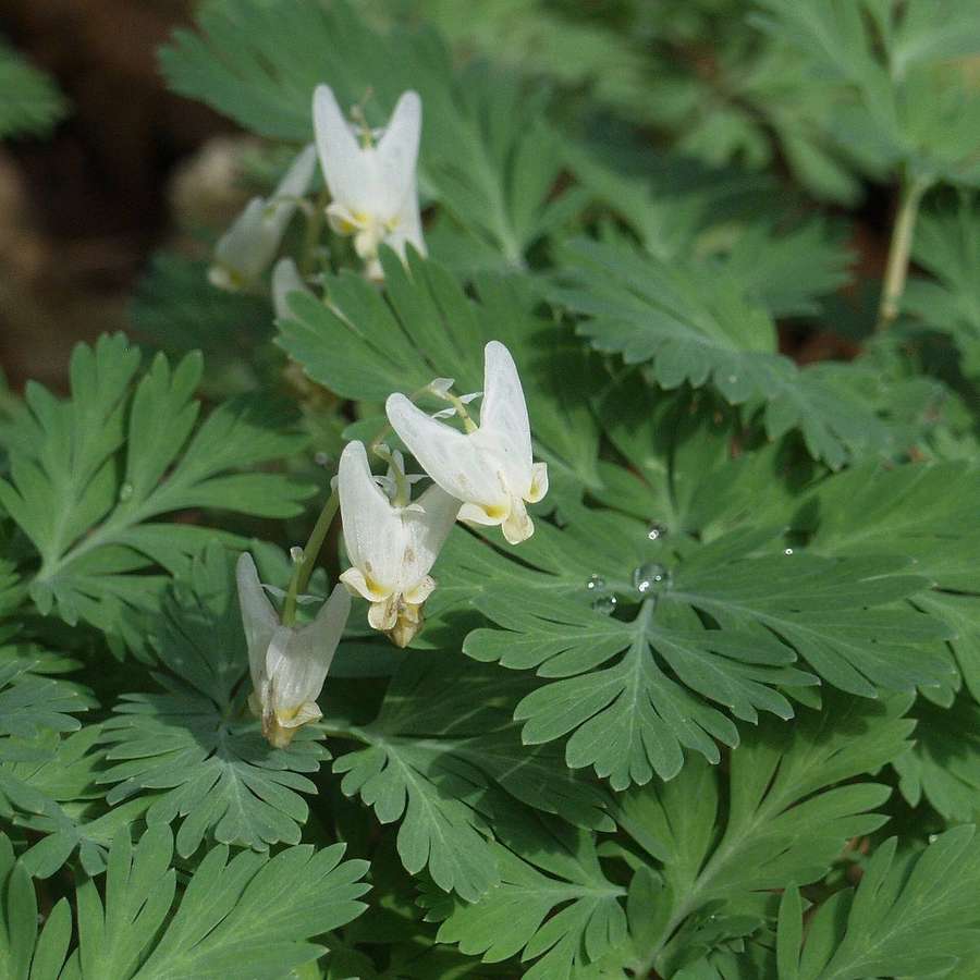 Dutchman's Breeches (Dicentra cucullaria)