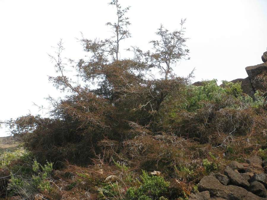 Eastern Red Cedar (Juniperus virginiana)