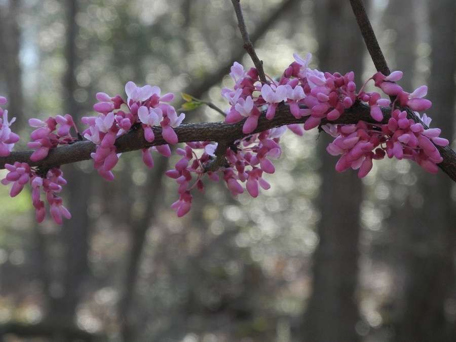 Eastern Redbud in flower
