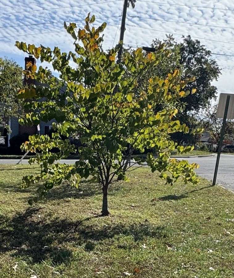 Eastern Redbud (Cercis canadensis)