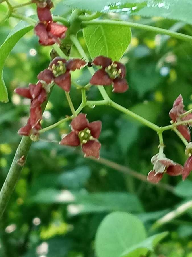 Eastern Wahoo (Euonymus atropurpureus)