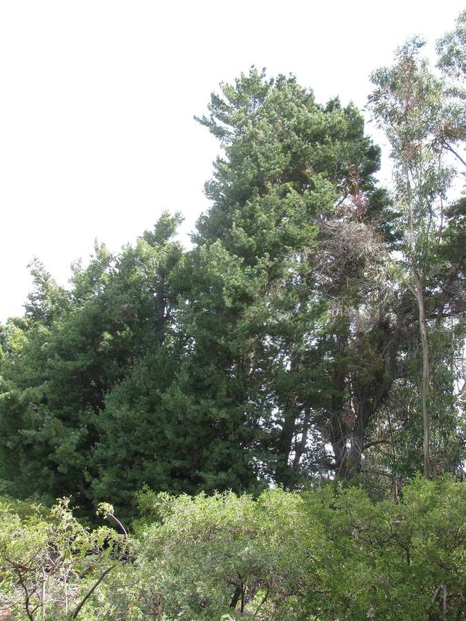 Eastern White Pine (Pinus strobus)