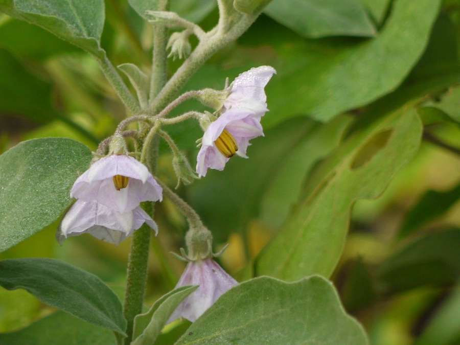 Eggplant in flower