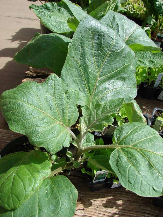 Eggplant (Solanum melongena)