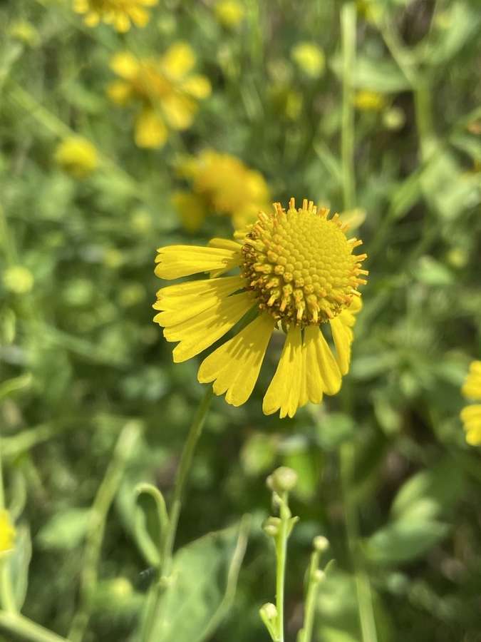 Fall Sneezeweed in flower