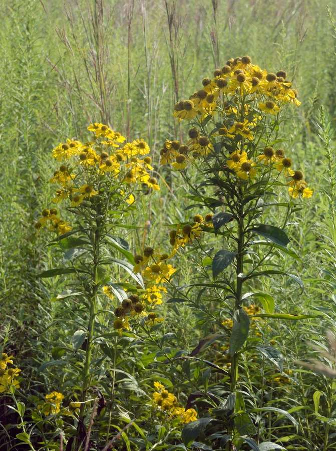 Fall Sneezeweed (Helenium autumnale)