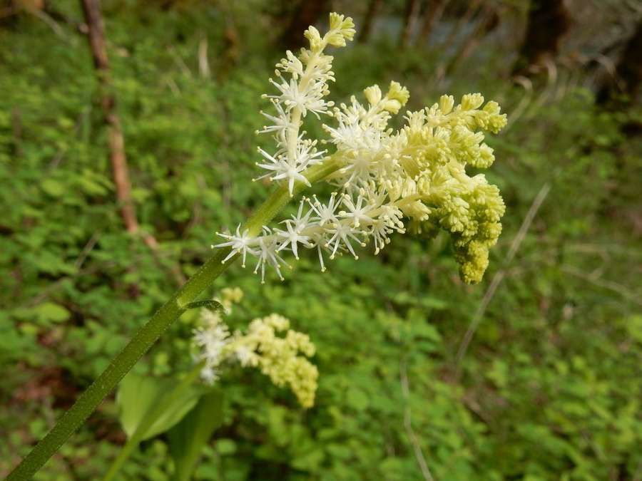 False Solomon's Seal in flower