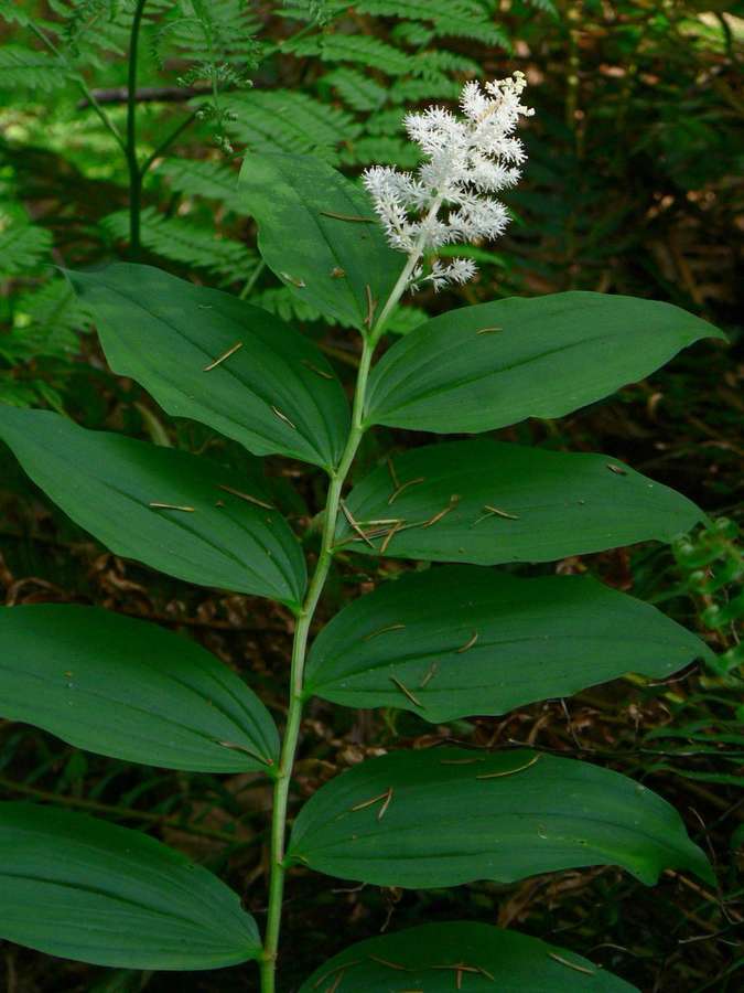 False Solomon's Seal (Maianthemum racemosum)
