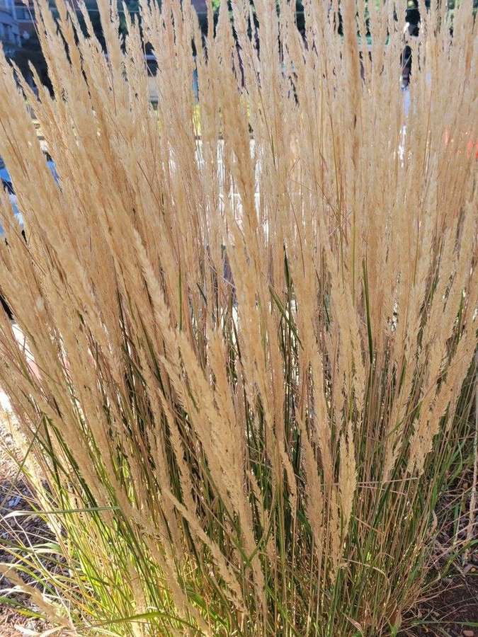 Feather Reed Grass (Calamagrostis acutiflora)