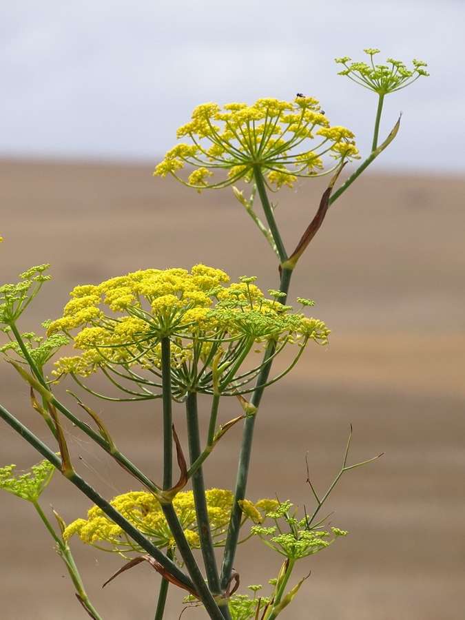 Fennel in flower