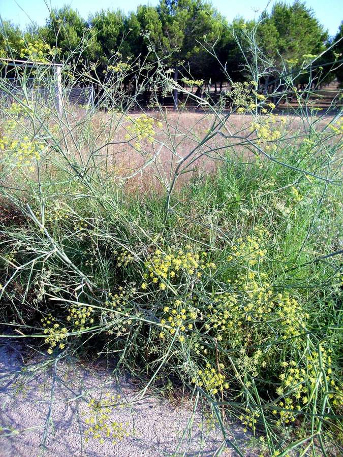 Fennel (Foeniculum vulgare)