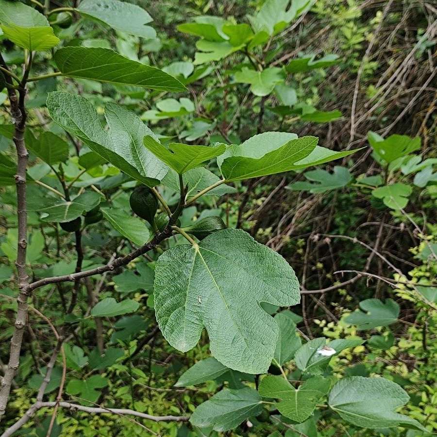 Fig in flower