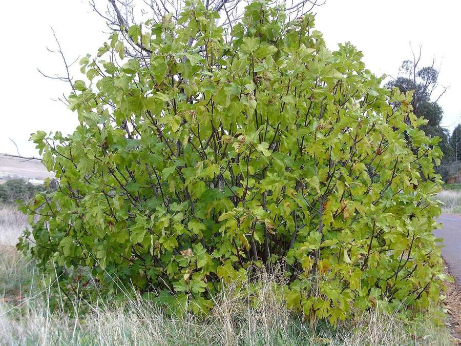 Fig (Ficus carica)