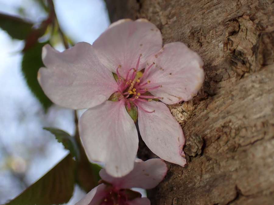 Flowering Cherry in flower