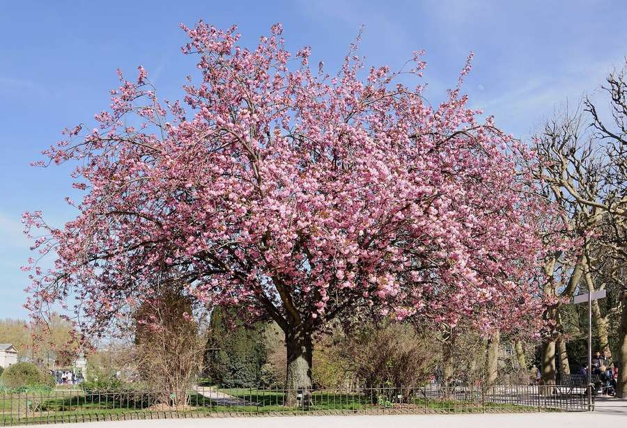 Flowering Cherry (Prunus serrulata)