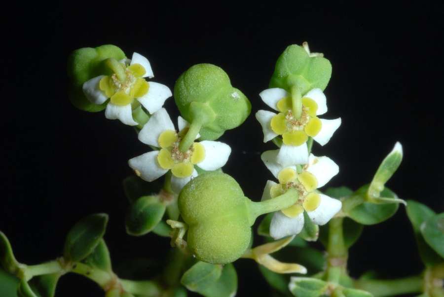 Flowering Spurge (Euphorbia corollata)