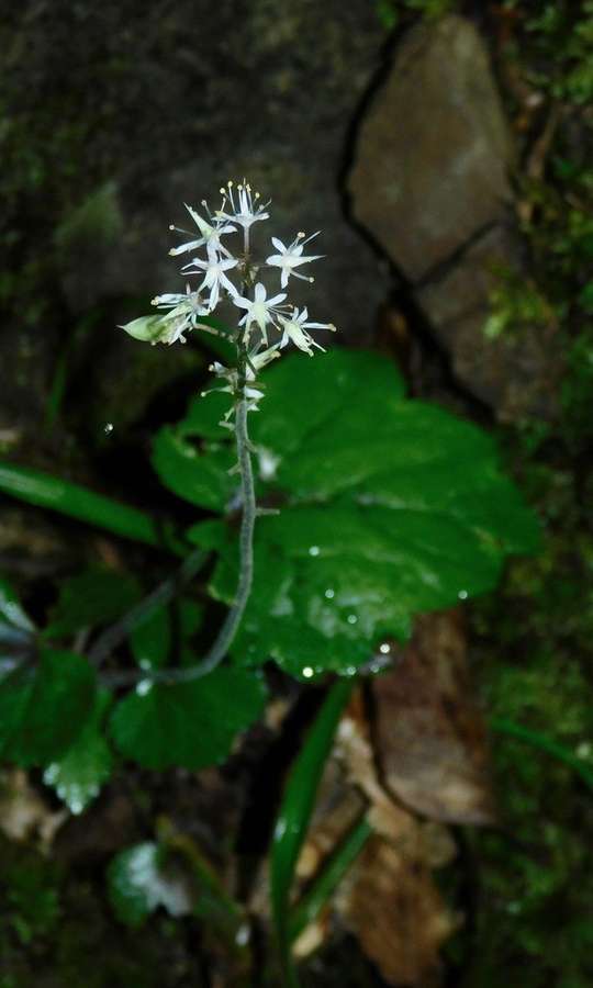 Foamflower in flower
