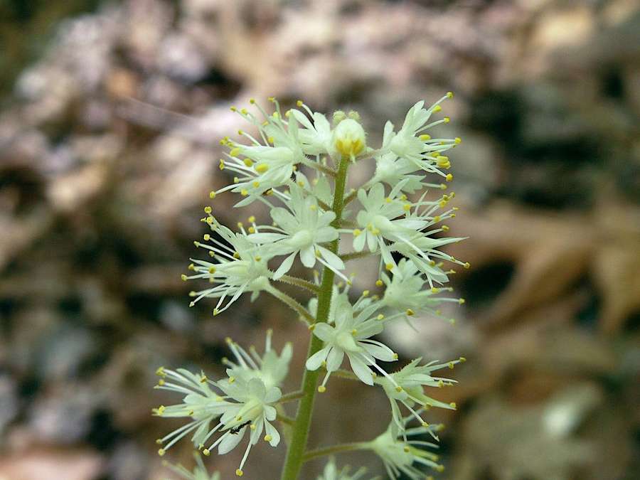 Foamflower (Tiarella cordifolia)