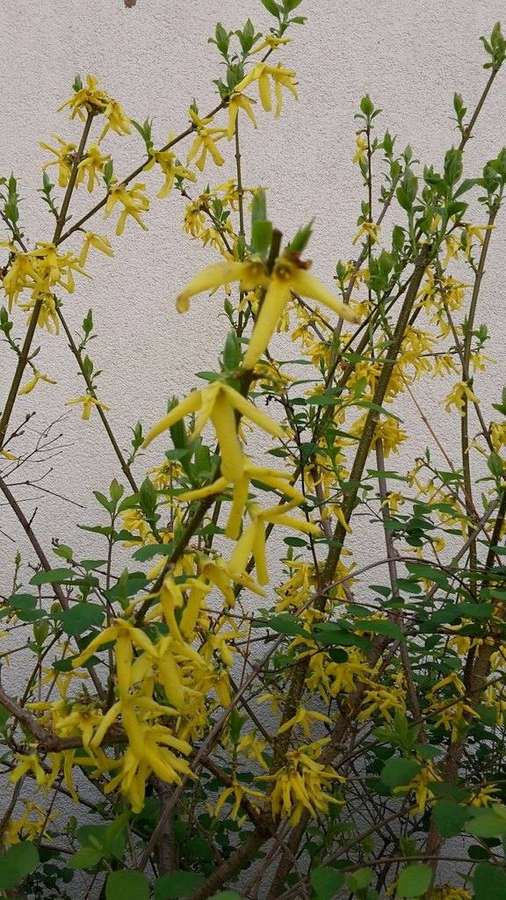 Forsythia in flower