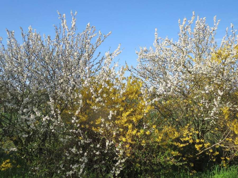 Forsythia (Forsythia intermedia)