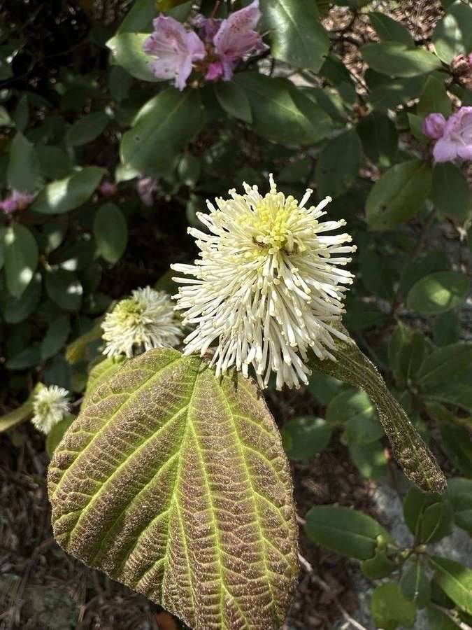 Fothergilla in flower