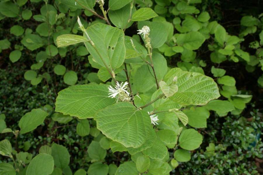 Fothergilla (Fothergilla major)