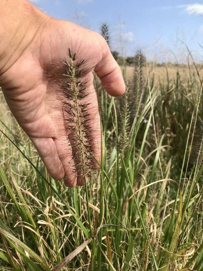 Fountain Grass in flower