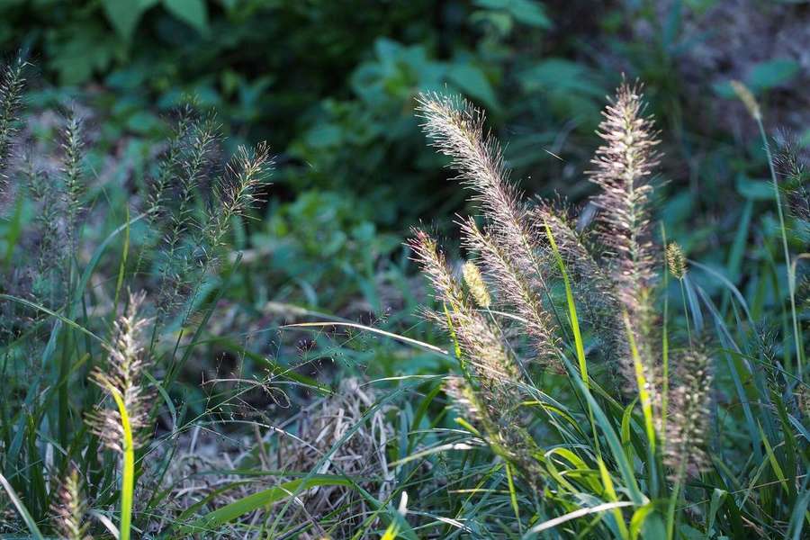Fountain Grass (Cenchrus alopecuroides)