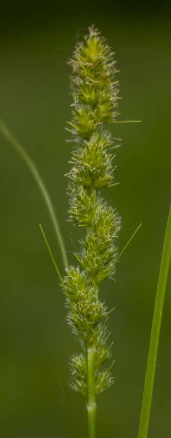 Fox Sedge in flower