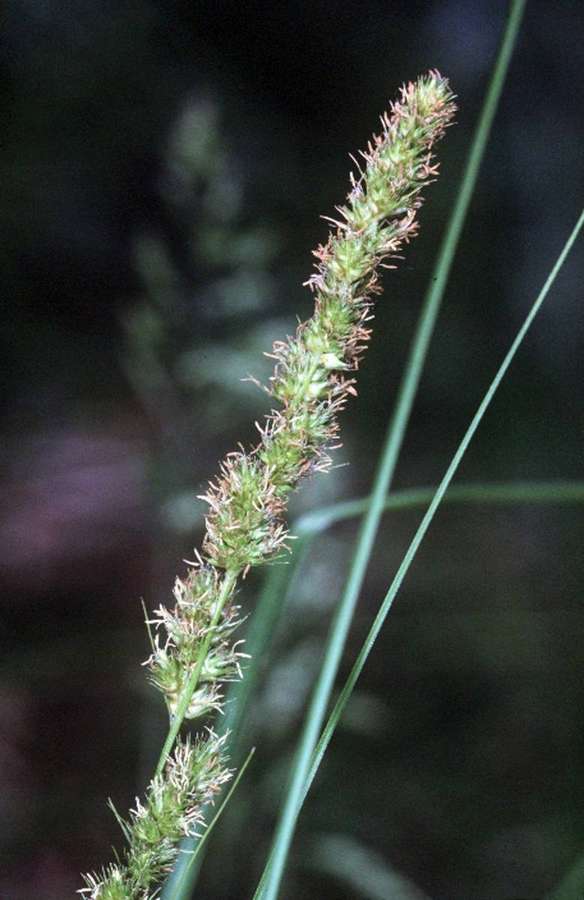 Fox Sedge (Carex vulpinoidea)