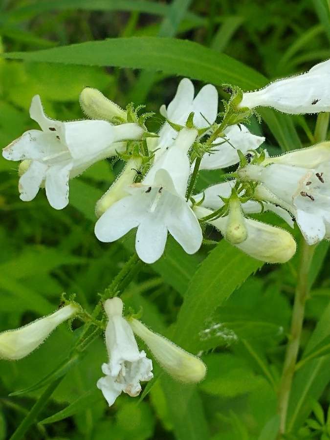 Foxglove Beardtongue in flower