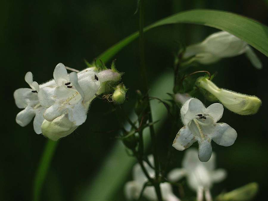 Foxglove Beardtongue (Penstemon digitalis)